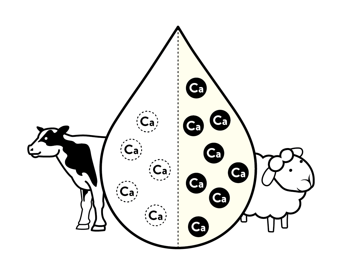 More calcium and protein than cow’s and goat’s milk