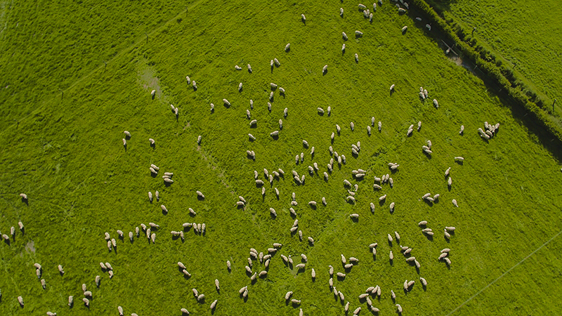 新西兰政府持股企业