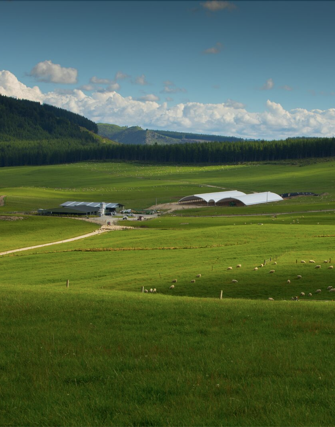 优质的新西兰羊奶产品,来自理想的合作伙伴