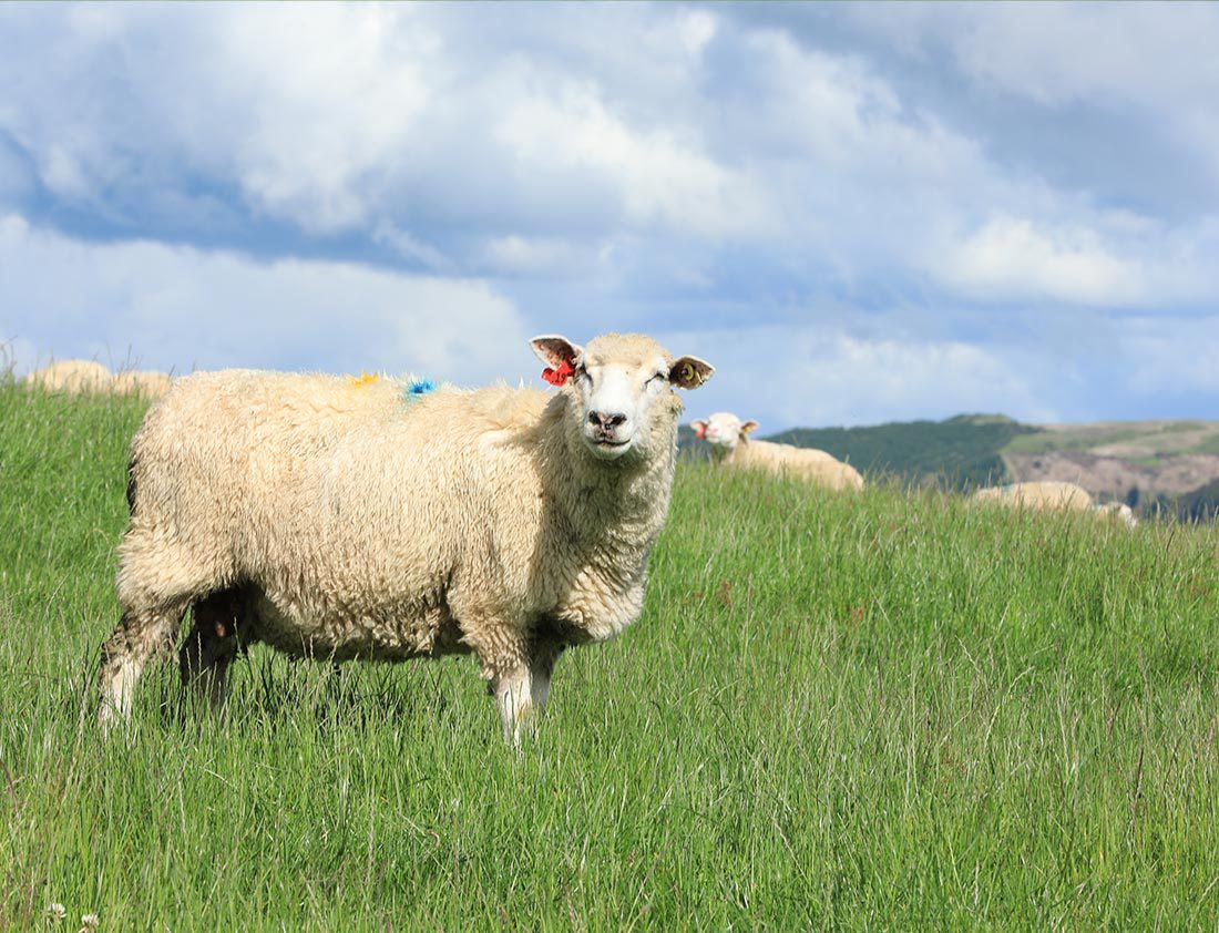 做更好的乳制品