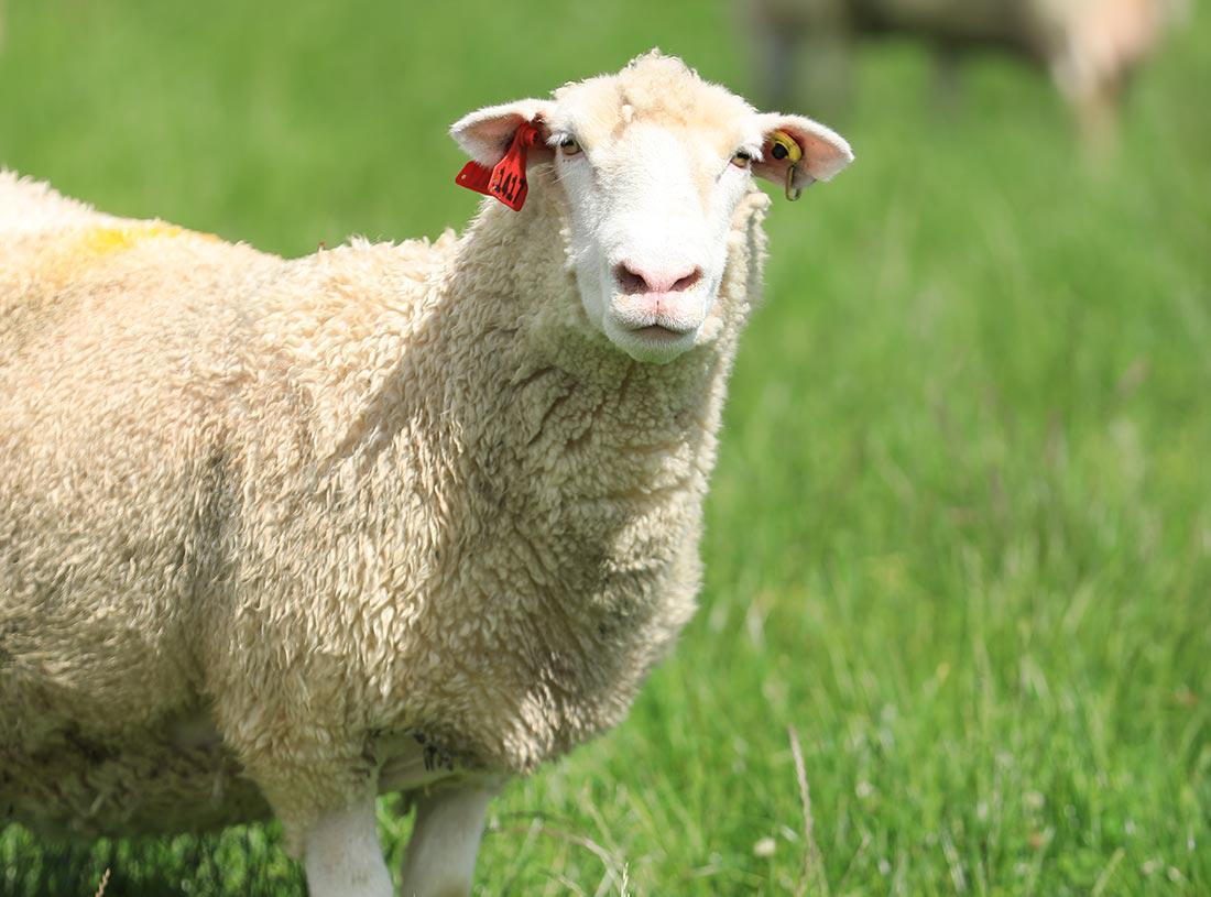 Sheep milk is a traditional milk with many modern-life advantages.